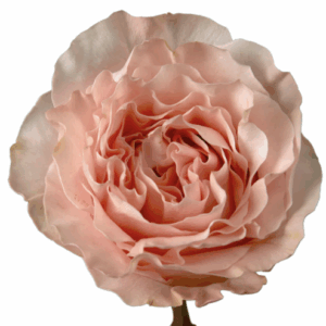 ROSE PRINCESS CROWN - 40 CM